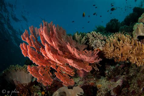 A Rosy Future for Pink Sea Fan Coral? - Science Connected Magazine