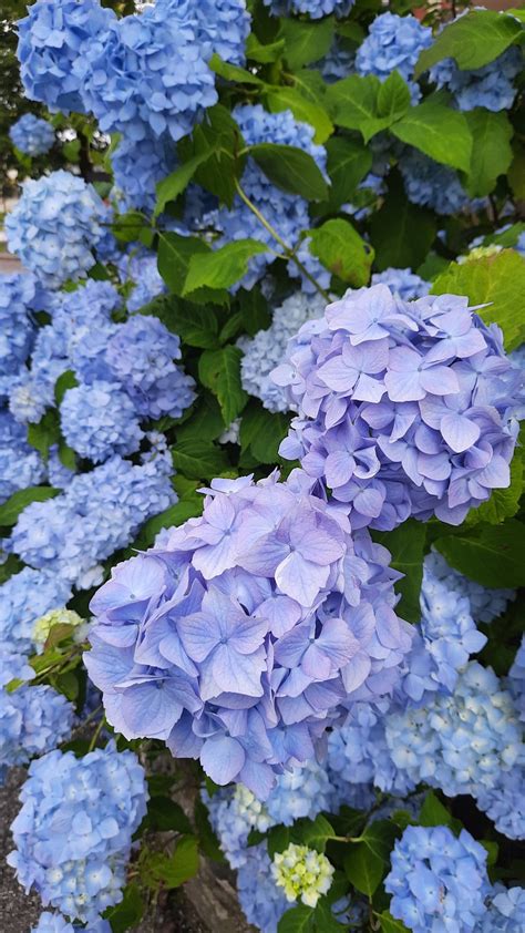 Hydrangea Ornamental Shrubs - Free photo on Pixabay - Pixabay