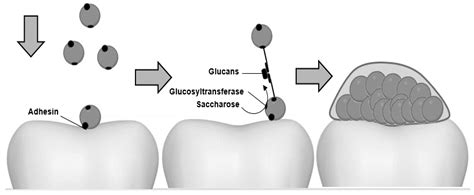 Biomedicines Free Full Text Plant Derived Substances With