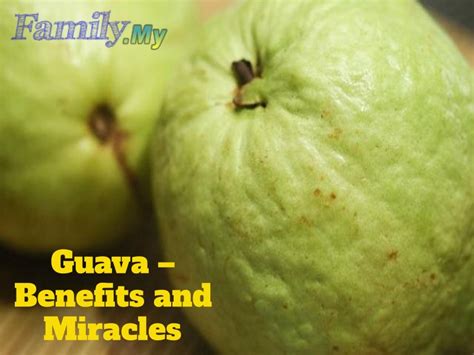 Guava – Benefits and Miracles - Malaysia Health Family medicine and ...