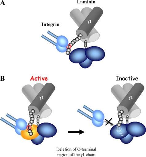 Schematic Models For Chain Dependent Recognition Of Laminin By