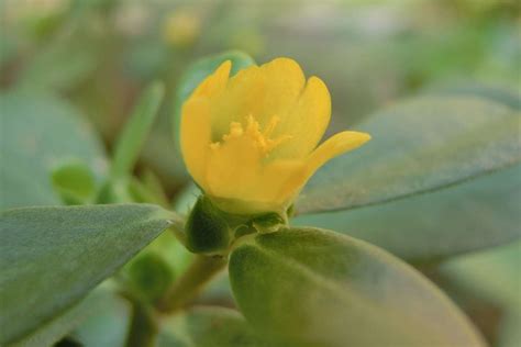 Purslane Sowing Growing Harvest And How To Care For It