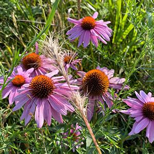 Purple Coneflower | Illinois Pollinators