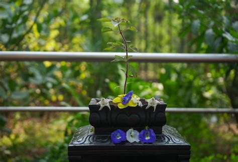 Una Planta Con Flores Azules Y Amarillas Est En Una Maceta Con Una