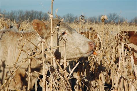 When Planning To Feed Corn To Cattle Success Starts With The Planter