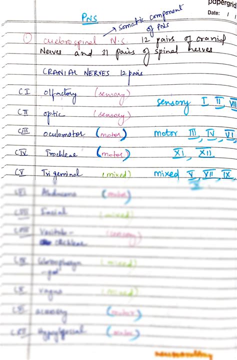 Solution Peripheral Nervous System Notes Studypool