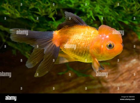 Goldfish, Common carp, Lionhead Goldfish (Carassius auratus), breeding form Lionhead black and ...