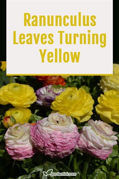 Ranunculus Leaves Turning Yellow Gardential Ranunculus Turn