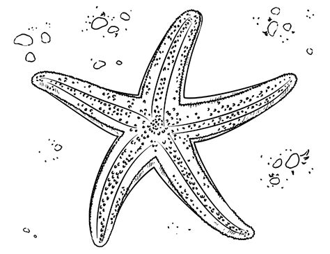 Examples Of Phylum Echinodermata