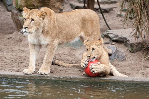 Big cats, Lions, Cubs, Two, HD Wallpaper | Rare Gallery