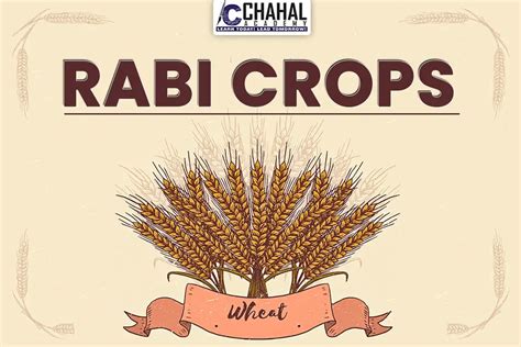 Rabi Crops| Rabi & Kharif Crops UPSC CSE