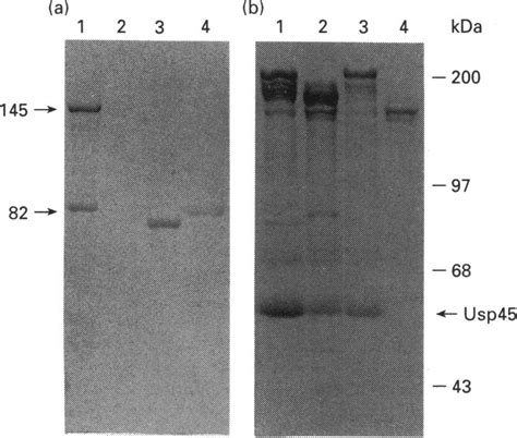 SOS PAGE Of Cell Envelope Proteinases Released In Ca2 Free Buffer A