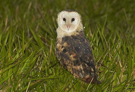 Buy Eastern Grass Owl Male Image Online Print And Canvas Photos