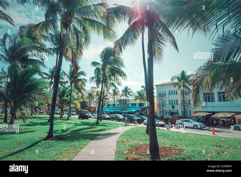 Miami Beach Usa February Coconut Palm Trees In World