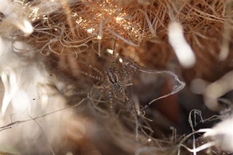 Barronopsis Arthropods Of Long Branch Glencarlyn Park Inaturalist