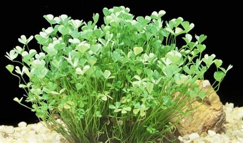 Марсилия четырехлистная: содержание, фото, видео