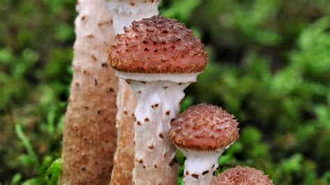 Largest Fungus In The World