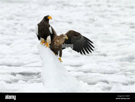 Stellers Sea Eagle And White Tailed Eagle Together On A Peak Of Ice At