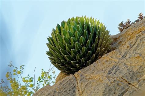 Queen Victoria Agave (Agave victoriae-reginae) · iNaturalist