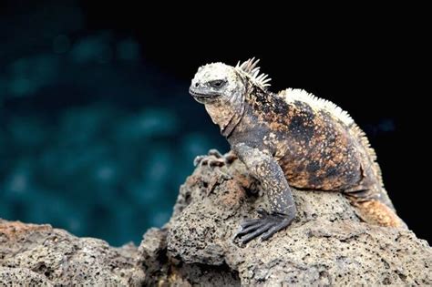 Galapagos Marine Iguana | Marine iguana, Galapagos, Iguana