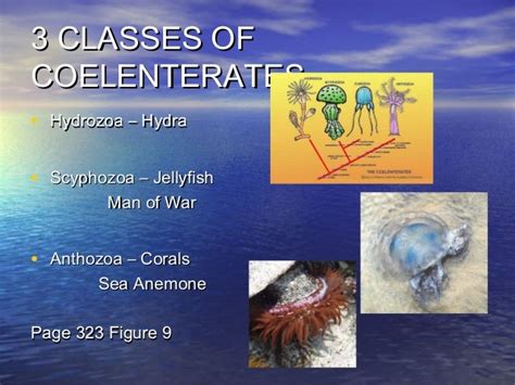 Phylum coelenterata