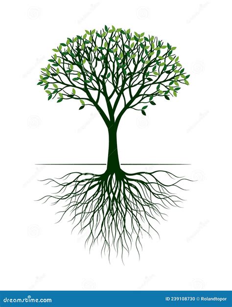 Arbre Vert Illustration Du Contour Vectoriel Plante Avec Racines Dans