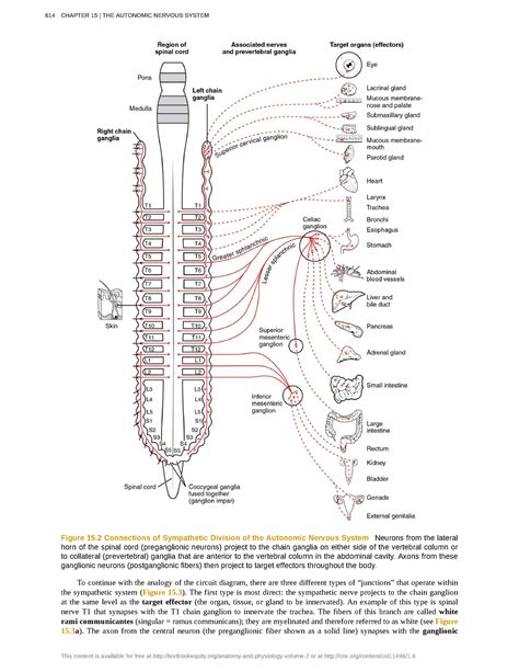 Ana Phy Anaphy Lectures Collection Figure Connections Of