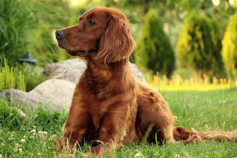 Irish Setter Dog Breeds Facts Advice And Pictures Mypetzilla Uk