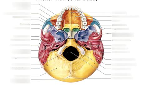 Inferior View Skull Base Diagram Quizlet