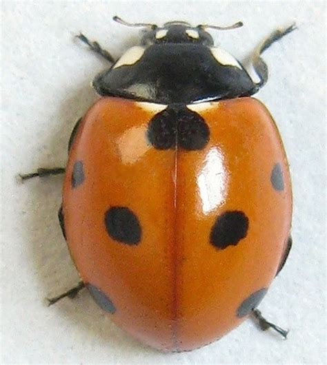 Seven Spotted Lady Beetle Coccinella Septempunctata Bugguide Net