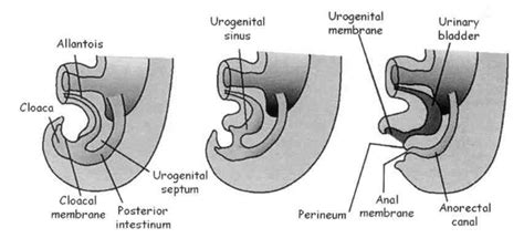 The Development Of The Rectum Anal Canal And Genito Urinary Organs