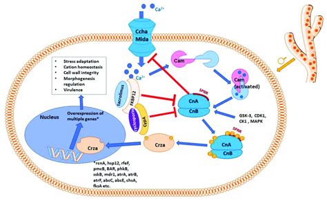 Schematic Representation Of Calcineurin Signaling Pathway In