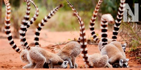 Wildlife Of Madagascar Safari Nature Travel Africa Bucket List Safari