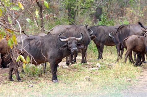 Free Images Adventure Wildlife Grazing National Park Fauna