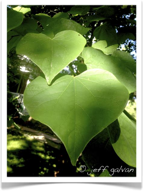 Eastern Redbud Leaf | Boulder Tree Care - Pruning & Tree Removal Services