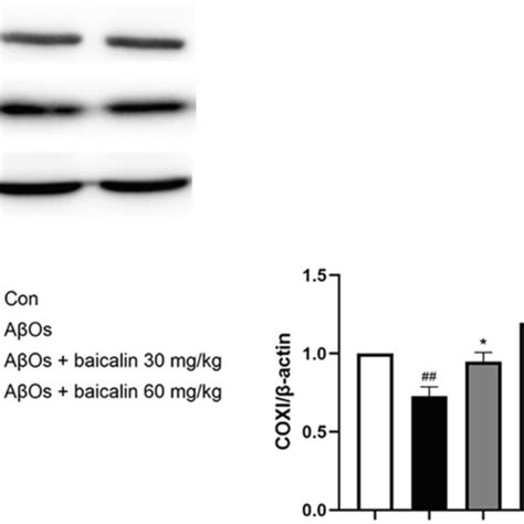 Effects Of Baicalin On MAP2 A Synaptophysin B And PSD95 C In