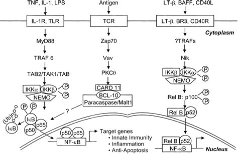 Nf κb Signaling Cell