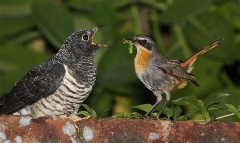 Brood Parasitism Nest Parasitism In Birds Bird Buddy Blog