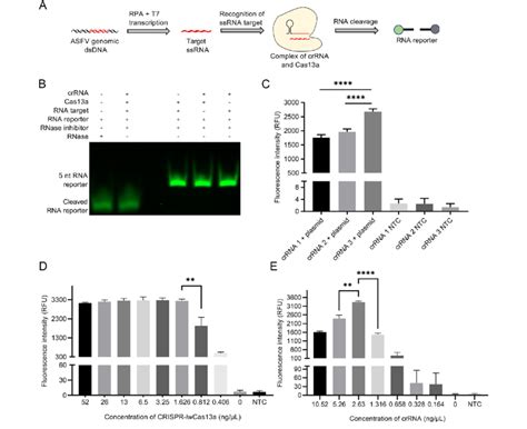 Schematic Diagram And System Optimization Of Rpa Crispr A Schematic