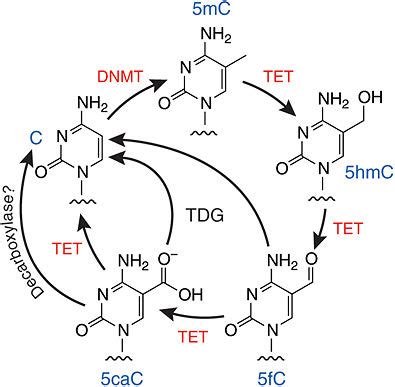 TET Enzymes Proteopedia Life In 3D