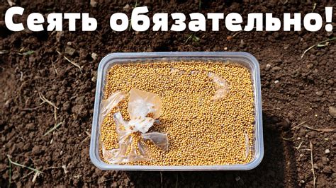 Вот почему горчица лучший сидерат в мире!!!! Сыпьте на все грядки после ...