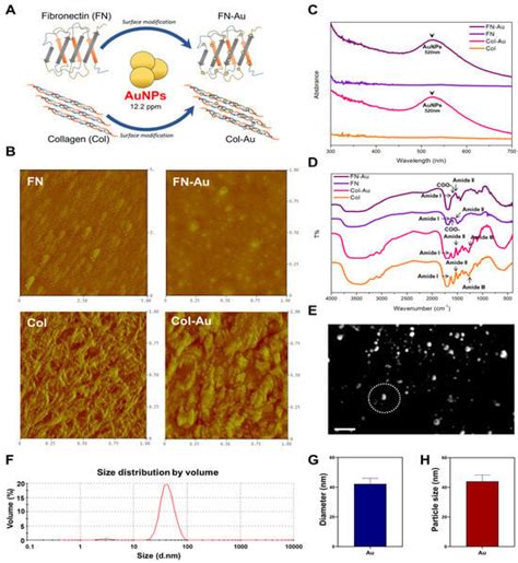 Ijms Free Full Text Assessment Of The Biocompatibility Ability And