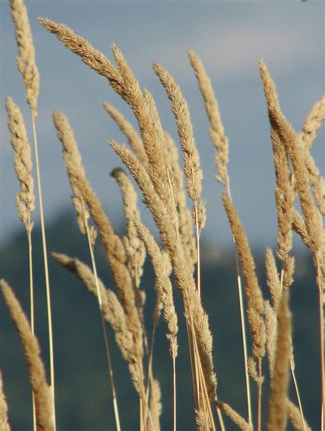 Wild Grass Seed Photograph by Keri Epperson Photography - Fine Art America