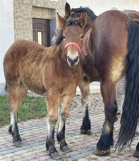 Sprzedam Klacz zimnokrwiste Ze źrebakiem Zrebna Płońsk OLX pl