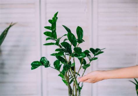 Piante Facili Da Tenere In Appartamento Super Verde