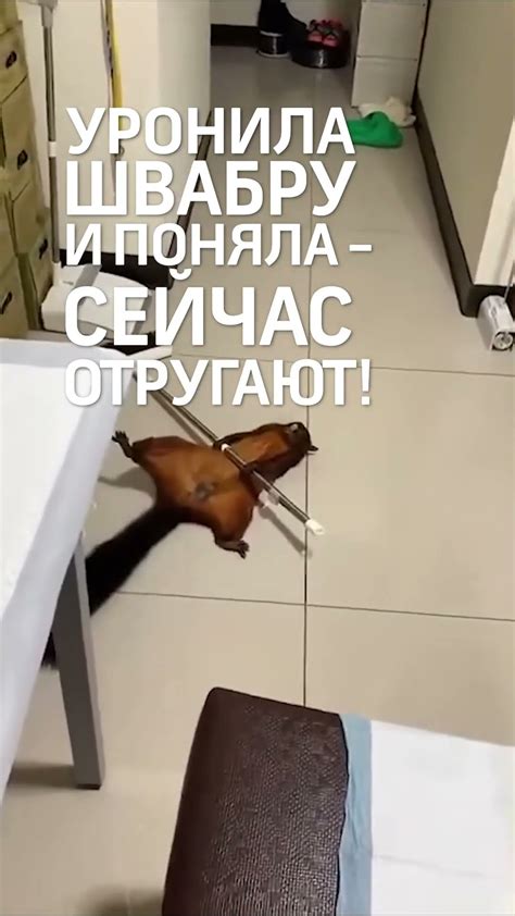Белка со шваброй стала актрисой Большого театра - YouTube