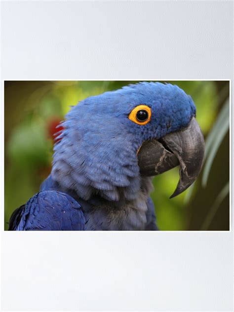 Hyacinth Macaw Poster By Melkowasic Redbubble