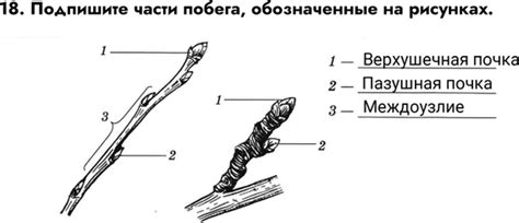 (Решено)Задание 18 ГДЗ Рабочая тетрадь Пасечник 6 класс по биологии