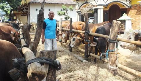 Beli Sapi Kurban Di Bantul Bonus Kos Kosan Mau Krjogja