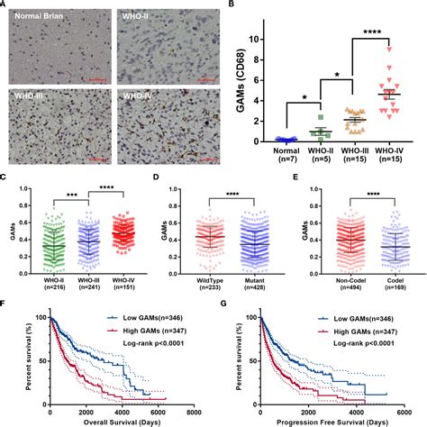 Frontiers Epithelial Mesenchymal Transition Is The Main Way In Which